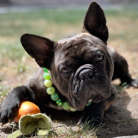 Meet your Posher, Tracie - Picture 6 of 14